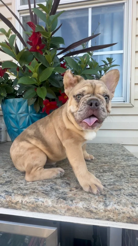 Bubba, a fawn French Bulldog, sitting on a stone wall in the garden