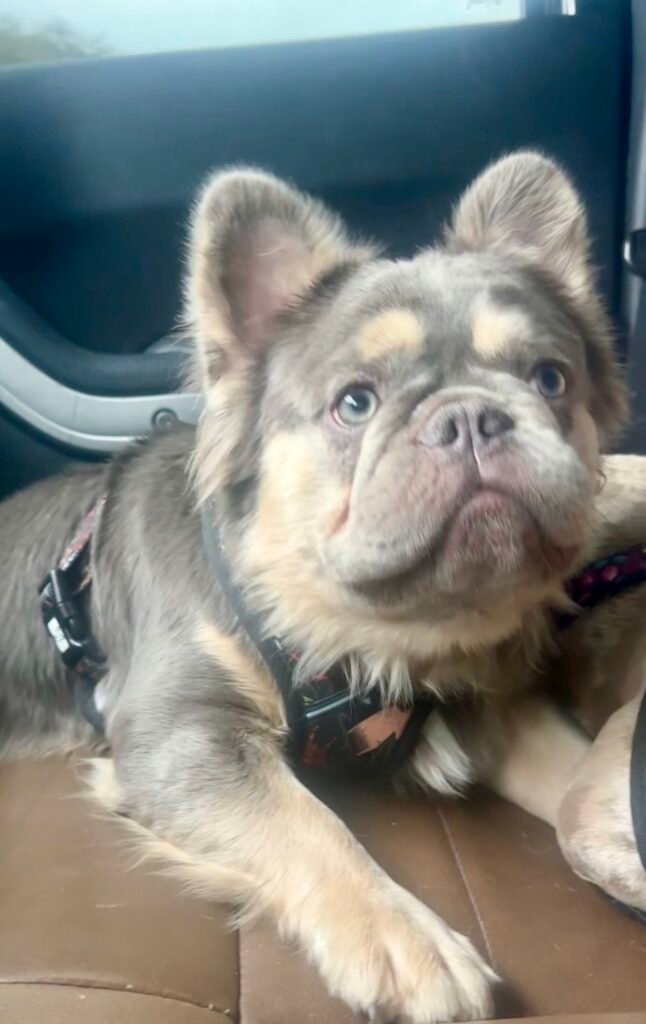 Fluffy lilac French Bulldog puppy looking at the camera