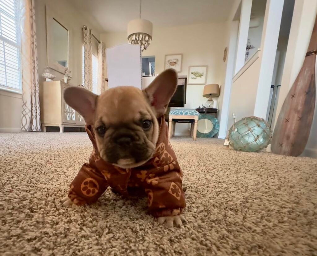 A young French Bulldog puppy sitting on the living room carpet inside the Benoit family home