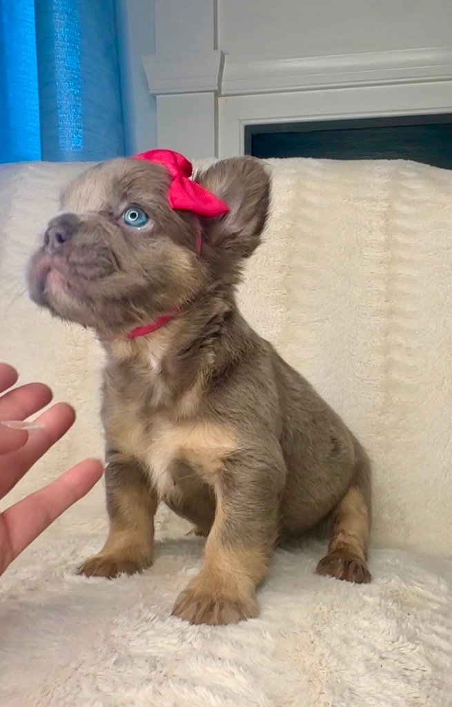 French Bulldog puppy with a bow sitting indoors