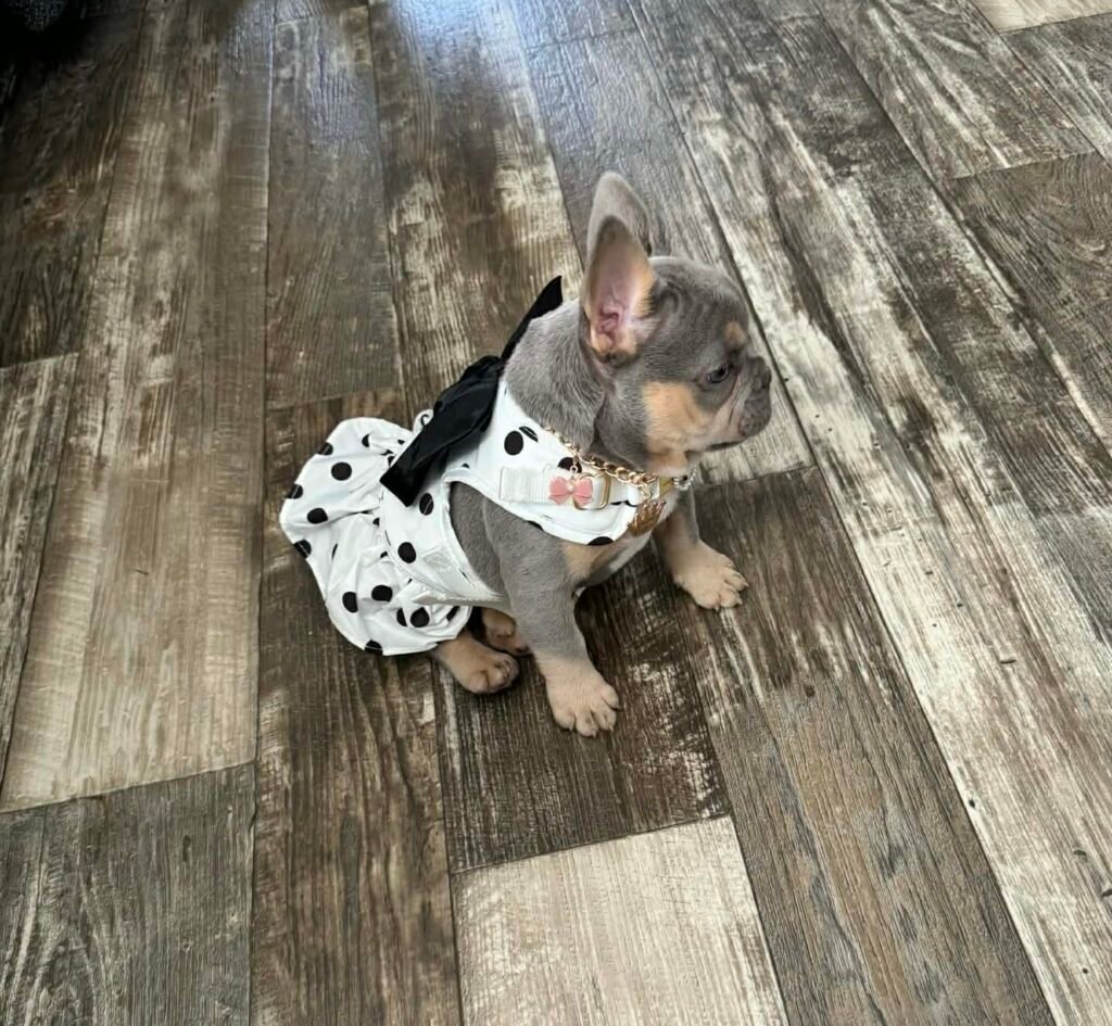 A French Bulldog puppy on the wooden floor inside the Benoit home