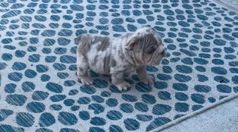 Merle French Bulldog puppy sitting on a blue patterned rug