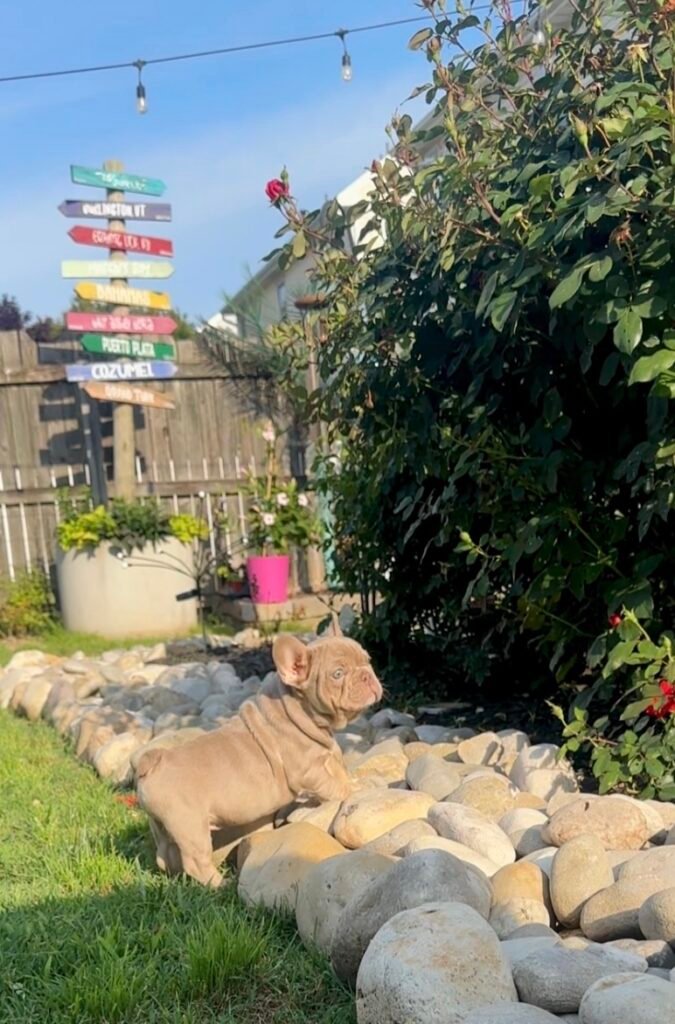 A French Bulldog puppy exploring the stones in the Benoit family garden