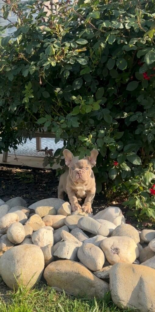 A French Bulldog puppy in the Benoit family garden in Chesapeake, Virginia