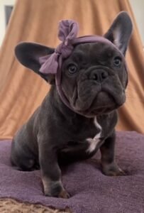 A puppy wearing a little bow