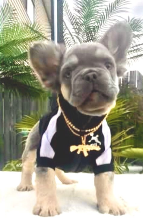 French Bulldog puppy standing on a patio
