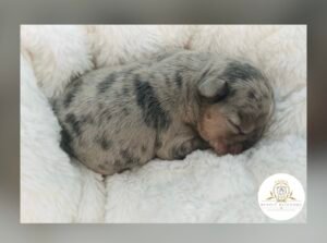 A newborn puppy asleep in the whelping bed