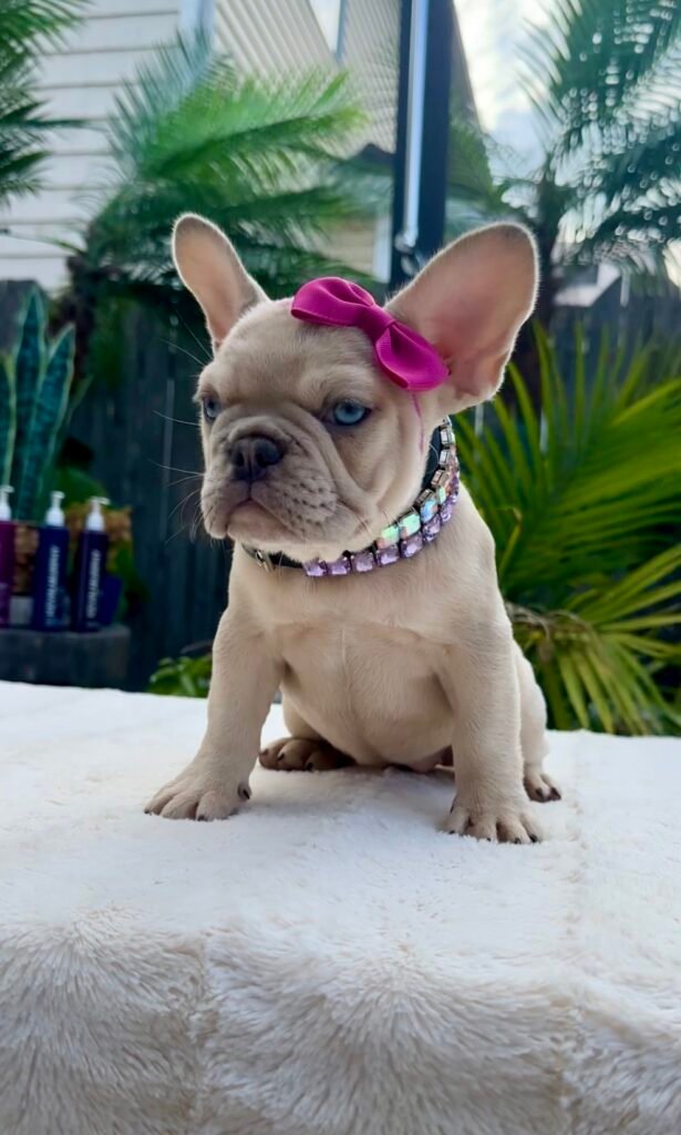 Cream French Bulldog puppy with a pink bow standing outdoors