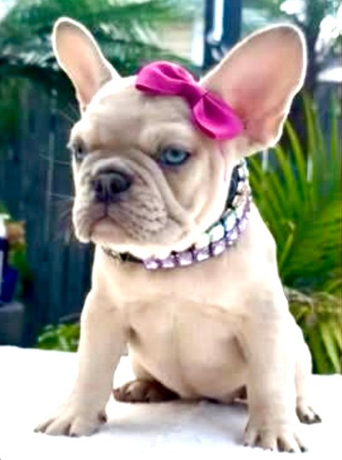French Bulldog puppy with a bow sitting on a garden wall