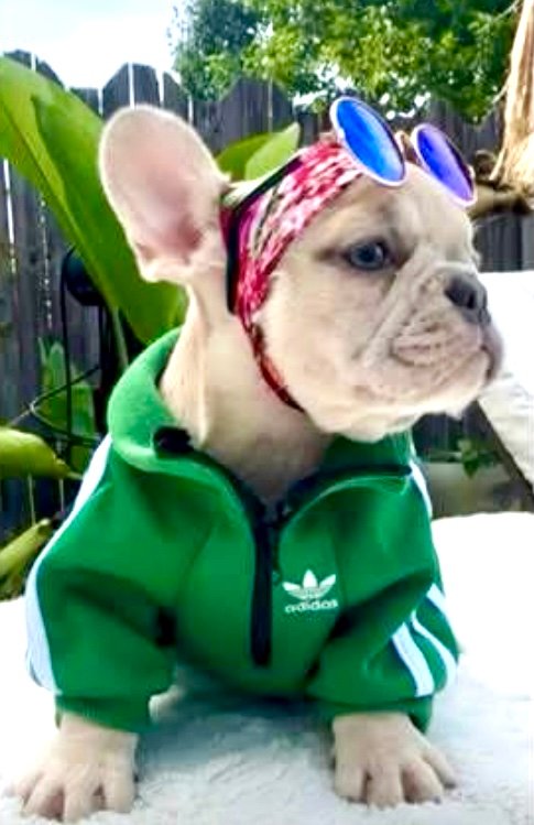 French Bulldog puppy in a green hoodie outdoors
