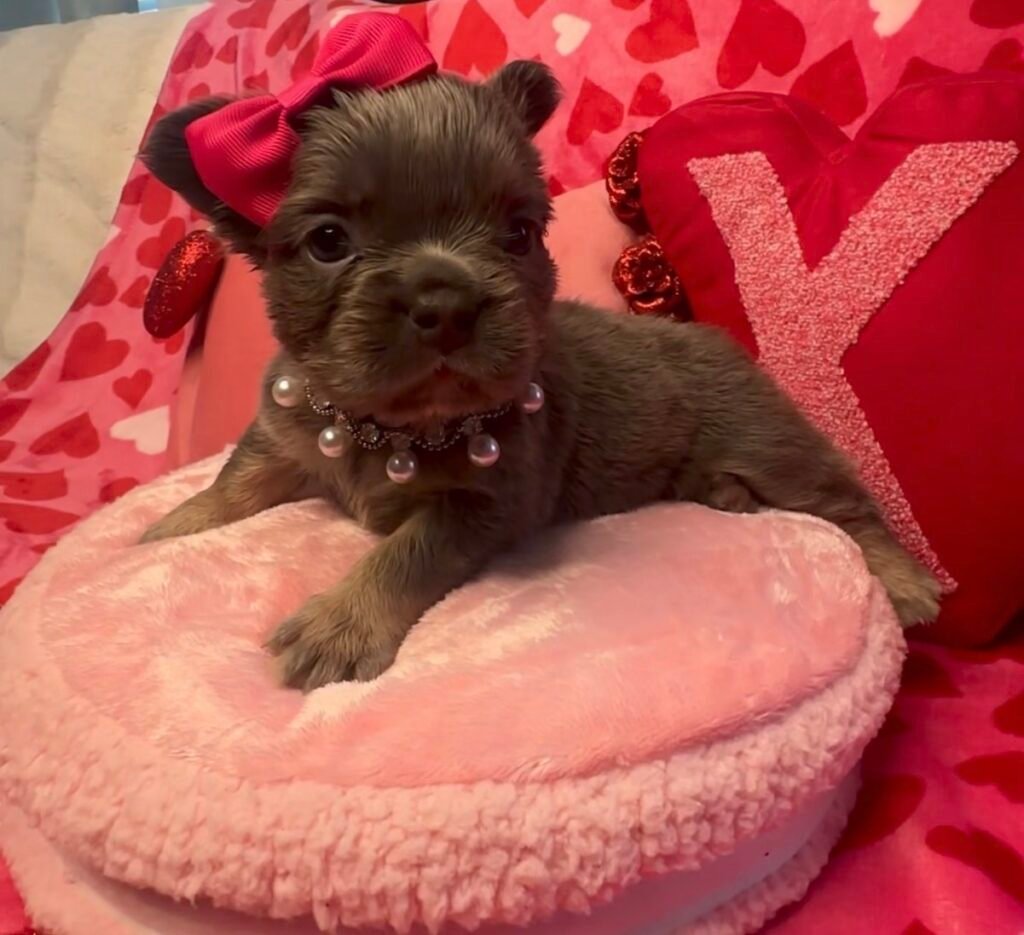 Small French Bulldog puppy resting on a pink blanket