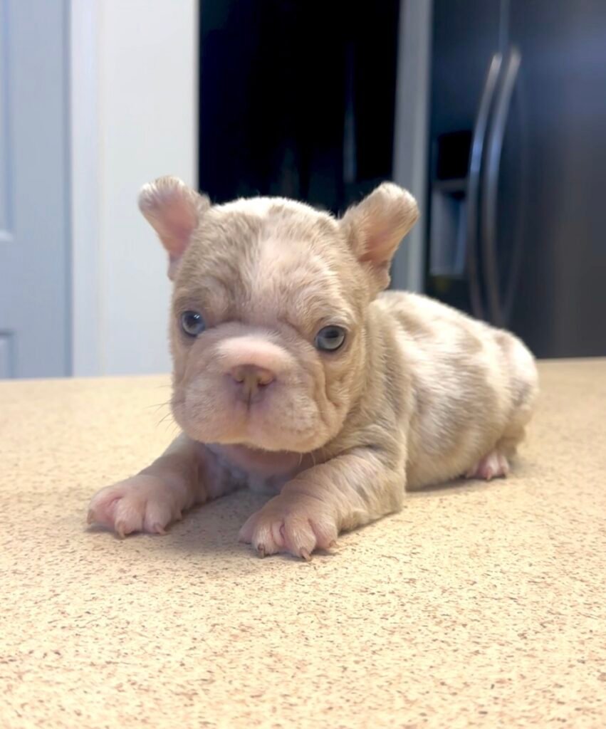 Lilac French Bulldog puppy lying on a table indoors