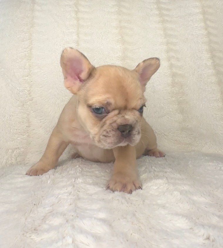 Fawn French Bulldog puppy standing on a soft blanket
