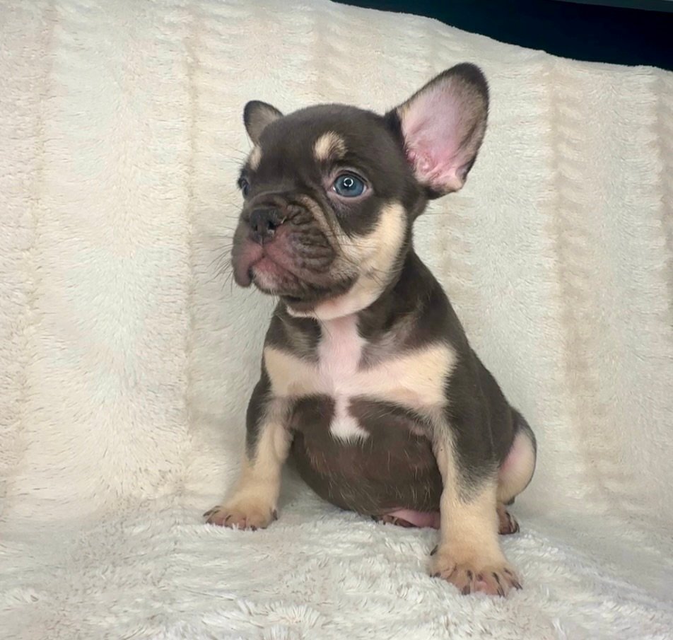 Chocolate and tan French Bulldog puppy sitting on a blanket