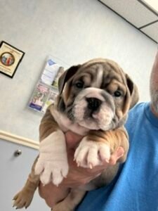A puppy carried gently in someone's arms